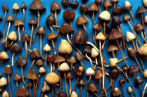 From the Streets to the Courtroom: The Legal Consequences of Magic Mushroom Busts